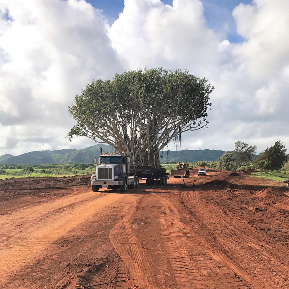 Bayan Tree Moving