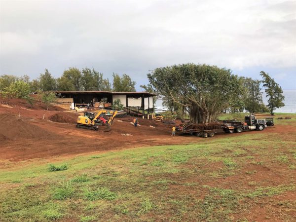 Moving the Bayan Tree