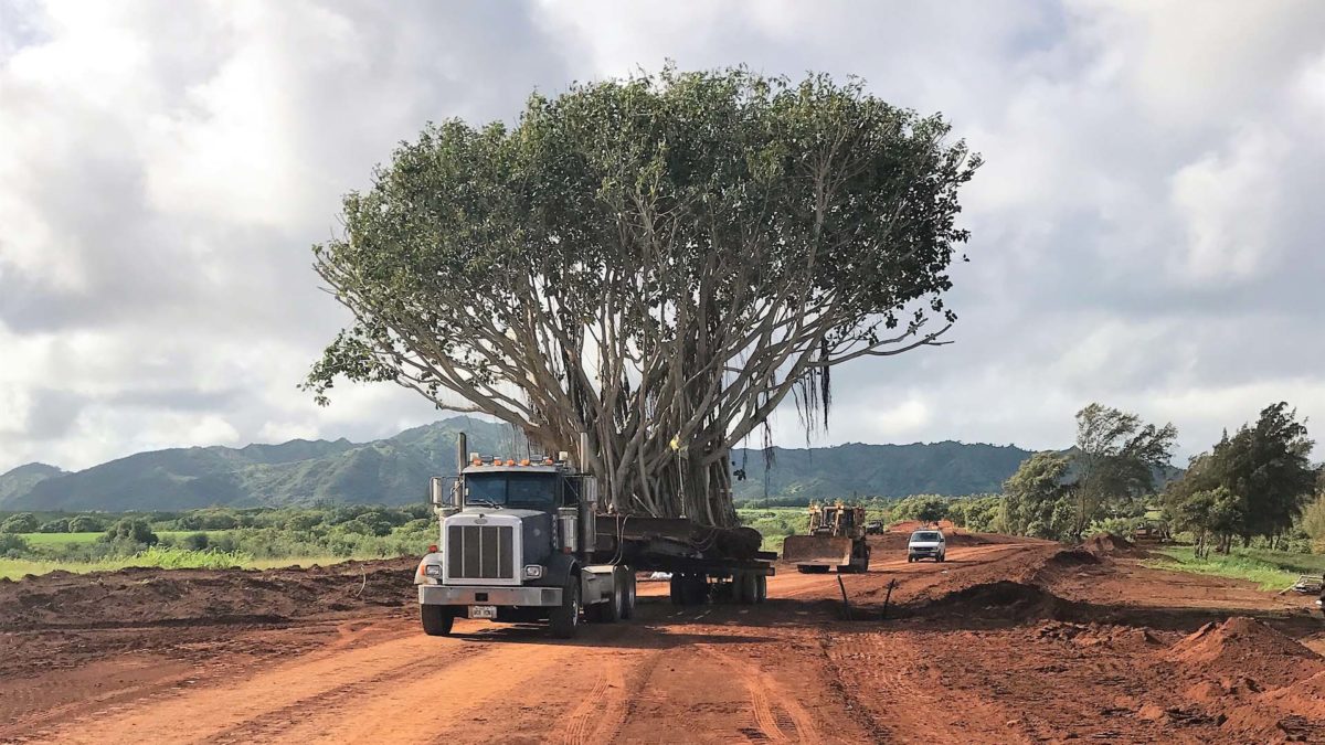 Moving the Bayan Tree